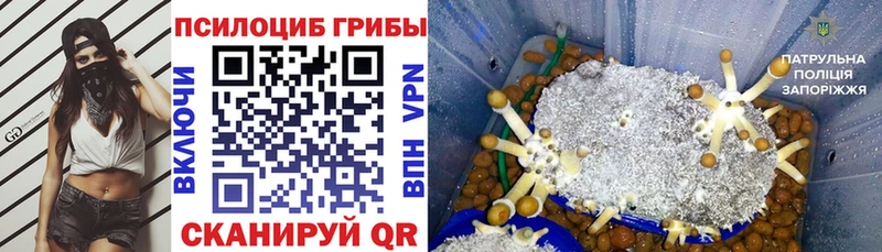Галлюциногенные грибы мицелий  купить  цена  Торжок 